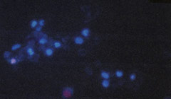 https://www.charliehooker.co.uk/assets/images/cells_t1.jpg