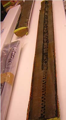 	Wet samples from the core are kiln-dried and then analysed	